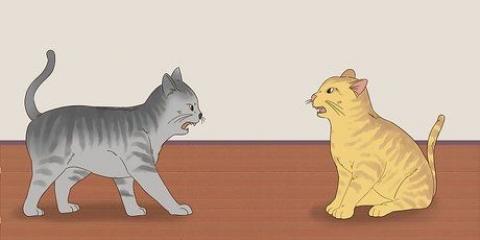 Att veta om katter leker eller slåss