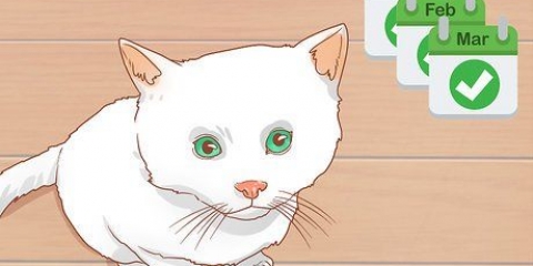 Att veta när en kattunge är tillräckligt gammal för kastrering eller kastrering