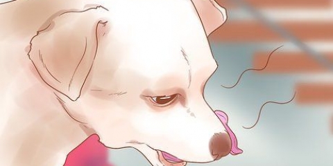 Ta reda på när din hund är sjuk