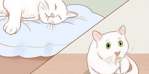Att veta när din katt är sjuk