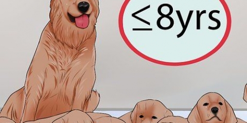 Att veta när man ska sluta föda upp en honhund