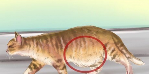 Diagnostisera maskar hos en katt