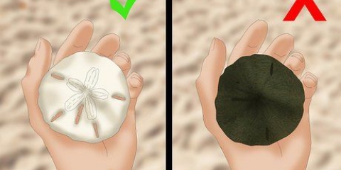 Rengöring och bevarande av sanddollar