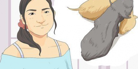 Se om en hund är en pojke eller en flicka