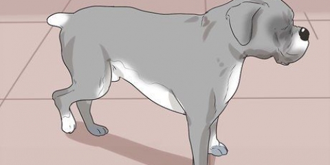 Se om en hund har ont