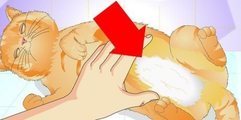 Se om en katt har blivit steriliserad