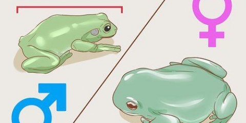 Se om din lövgroda är hane eller hona