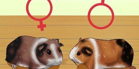 Se om ditt marsvin är gravid