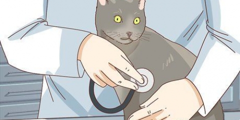 Se om din katt är deprimerad