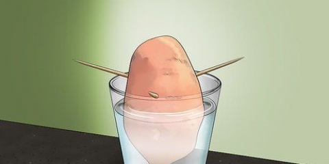 Odla sötpotatis
