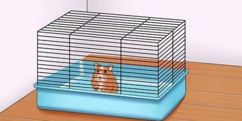 Få din hamster att lita på dig