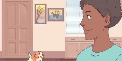 Att få en katt och en hund att tolerera varandra