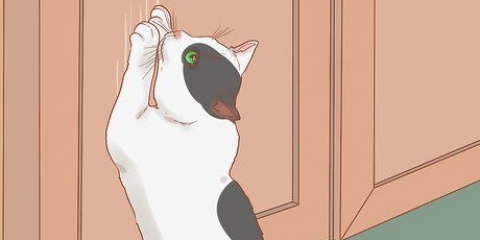 Att få en katt att sluta skrapa dörren