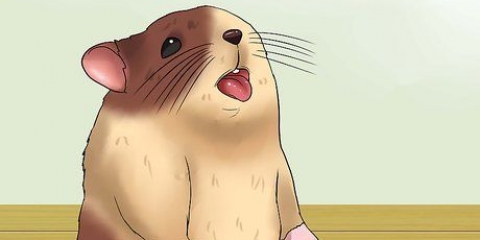 Håll din hamster sval i varmt väder