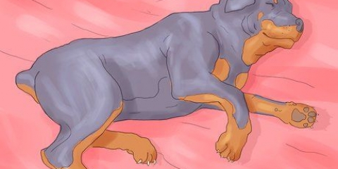 Se till att din hund inte längre sover i din säng