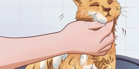 Få din katt att tåla ett bad
