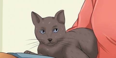 Få din katt att älska dig