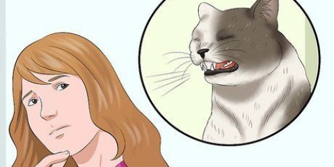 Se till att din katt inte plockar sig själv