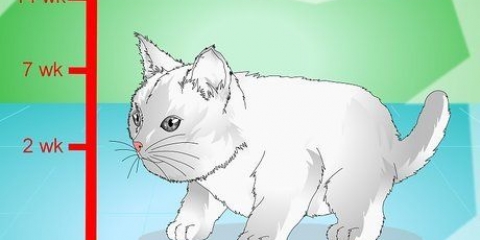 Att få kattungar att sluta jama