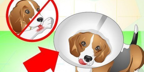 Ta hand om en hund med stygn