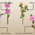 Plantera azaleor