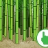 Skära bambu