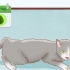 Avgöra om din katt är dräktig