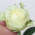 Måla blommor