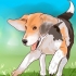 Träning beagle