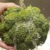 Förbered broccoli