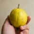 Mogna citroner