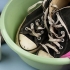 Rengöring converse all stars