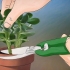 Växande crassula ovata