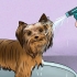 Trimma en yorkshire terriers päls