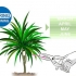 Beskärning dracaena