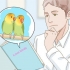 Uppfödning av lovebirds