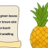 Odla en ananas