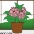 Att ta hand om en begonia