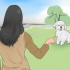 Tränar en bichon frisé
