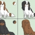 Att välja en cavalier king charles spaniel