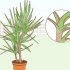 Att ta hand om en dracaena