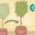 Plantera om ett ficusträd