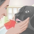 Behandla en trasig tand hos en hund
