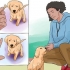 Att träna en golden retrievervalp