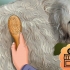 Trimma en goldendoodle
