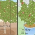 Plantera ett granatäppleträd