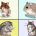 Att välja en hamster