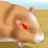 Att hjälpa en hamster med ett stängt öga
