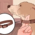 Hur man avtränar en hund att dra