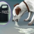 Få en hund att kräkas